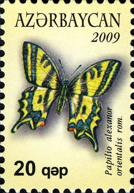 Southern Swallowtail Butterfly (Papilio alexanor orientalis)