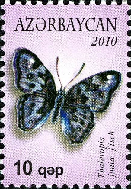 Ionian Emperor Butterfly (Thaleropis jonia)