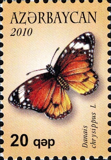 African Monarch Butterfly (Danais chrysippus)