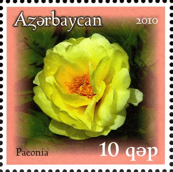 Yellow Peony