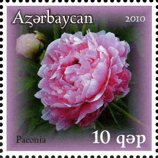 Pink Peony