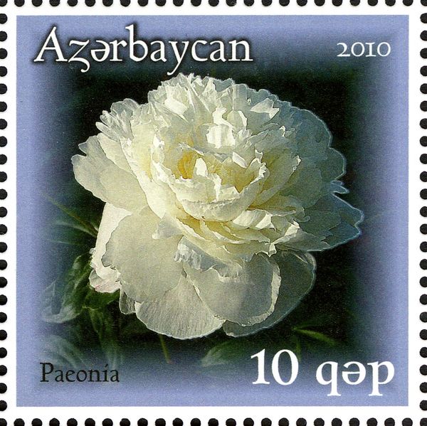 White Peony