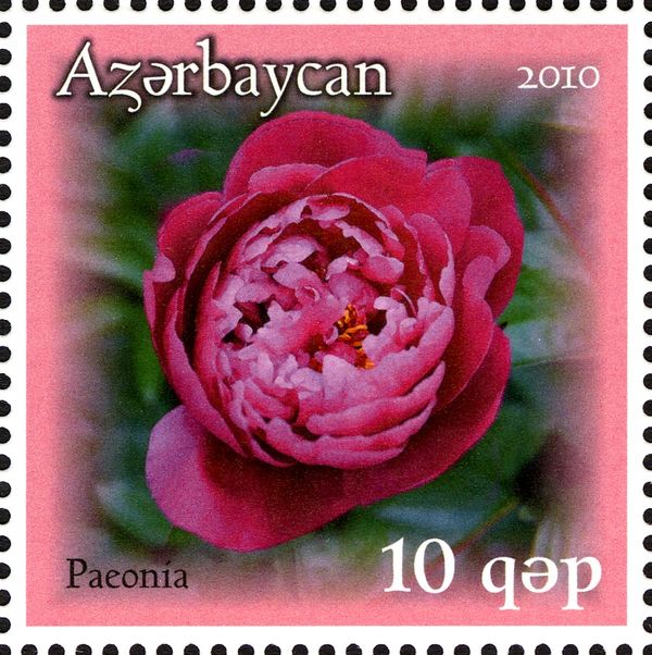 Magenta Peony