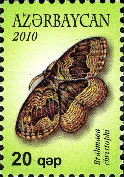 Christoph΄s Brahmaea Moth (Brahmaea christophi)