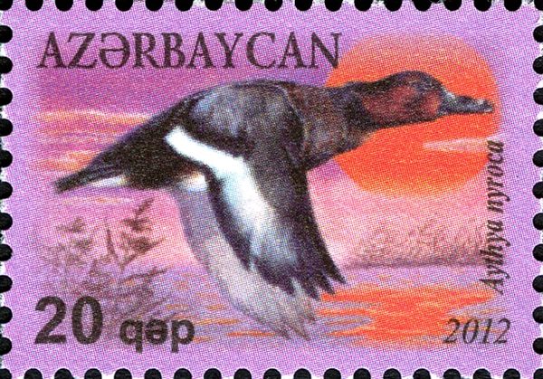 Ferruginous Duck (Aythya nyroca)
