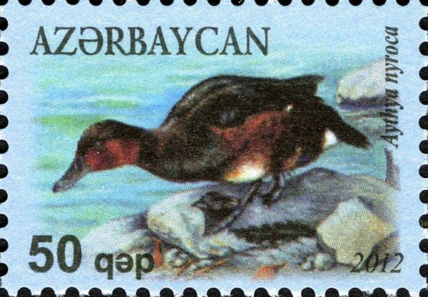 Ferruginous Duck (Aythya nyroca)