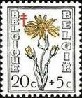 Wolf's bane (Arnica montana)