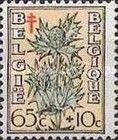 Sea holly (Eryngium maritimum)