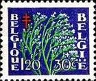 Common Sea-lavender (Limonium vulgare)
