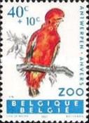 Andean Cock-of-the-rock (Rupicola peruviana)