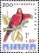 Red Lory (Eos bornea)