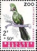 Guinea Turaco (Tauraco persa)