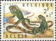 Green Iguana (Iguana iguana)