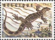 Nile Monitor (Varanus niloticus)