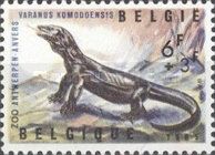 Komodo Dragon (Varanus komodoensis)