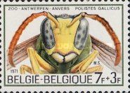 European Paperwasp (Polistes gallicus)