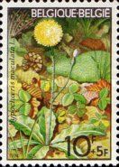 Spotted Cat's-ear (Hypochaeris maculata)