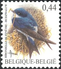 Common House Martin (Delichon urbica)