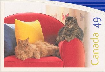 Domestic Cat (Felis silvestris catus)