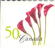 Red Calla Lily (Zantedeschia rehmannii)