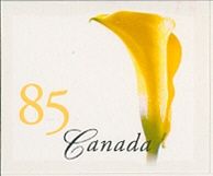 Yellow Calla Lily (Zantedeschia elliottiana)