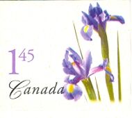Purple Dutch Iris (Iris hollandica)