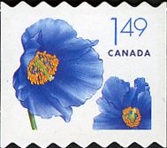 Himalayan Blue Poppy (Papaver betonicifolium)