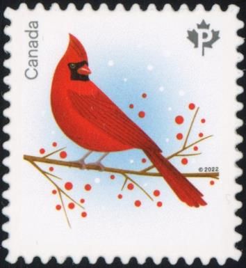 Cardinal (Cardinalis cardinalis)