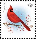 Cardinal (Cardinalis cardinalis)