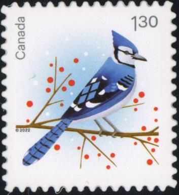 Blue Jay