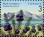 Black Crowberry (Empetrum nigrum)