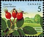 Rose Hip (Rosa rugosa)