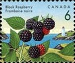 Black Raspberry (Rubus leucodermis)