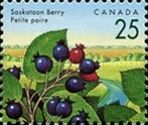 Saskatoon Berry (Amelanchier alnifolia)