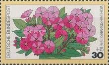 Garden Phlox (Phlox paniculata)