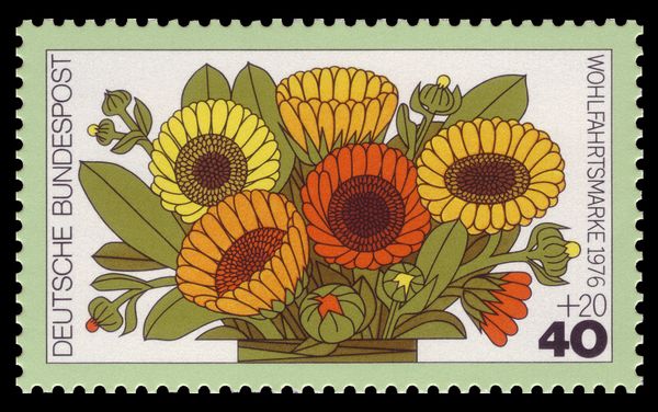 Pot Marigold (Calendula officinalis)