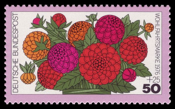 Youth-and-age or Common Zinnia (Zinnia elegans)