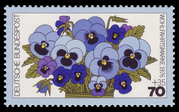 Wild Pansy (Viola tricolor)
