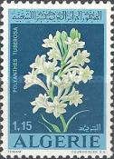 Polyanthes tuberosa