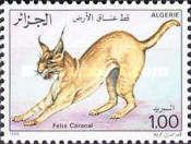 Caracal (Caracal caracal)