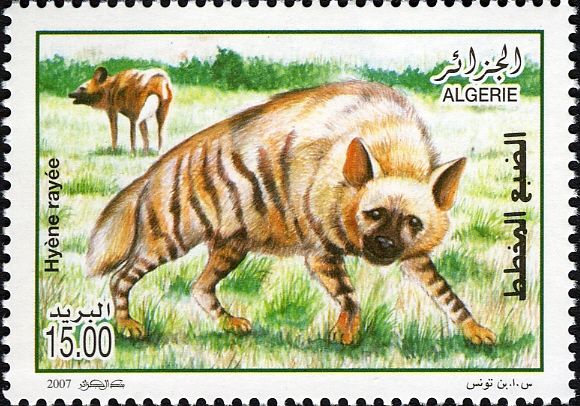 Striped Hyaena (Hyaena hyaena)