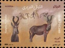 Red Hartebeest (Alcelaphus buselaphus)