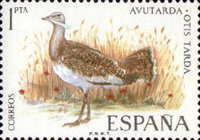 Great Bustard (Otis tarda)