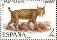 Iberian Lynx (Lynx pardina)