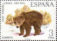Brown Bear (Ursus arctos)