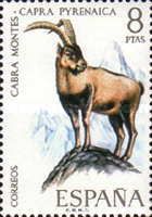 Spanish Ibex (Capra pyrenaica)