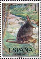 Pyrenean Desman (Desmana pyrenaica)