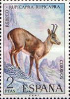 Pyrenean Chamois (Rupicapra pyrenaica)