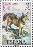 Wolf (Canis lupus)