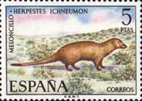 Egyptian Mongoose (Herpestes ichneumon)